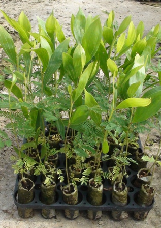 Cây keo lai giống