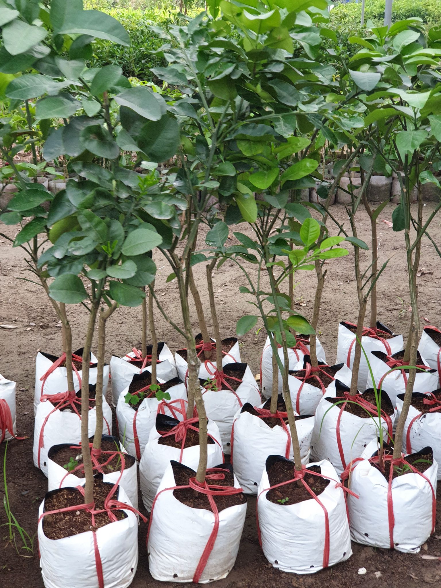 buoi-ngoc-linh-1-1536x2048