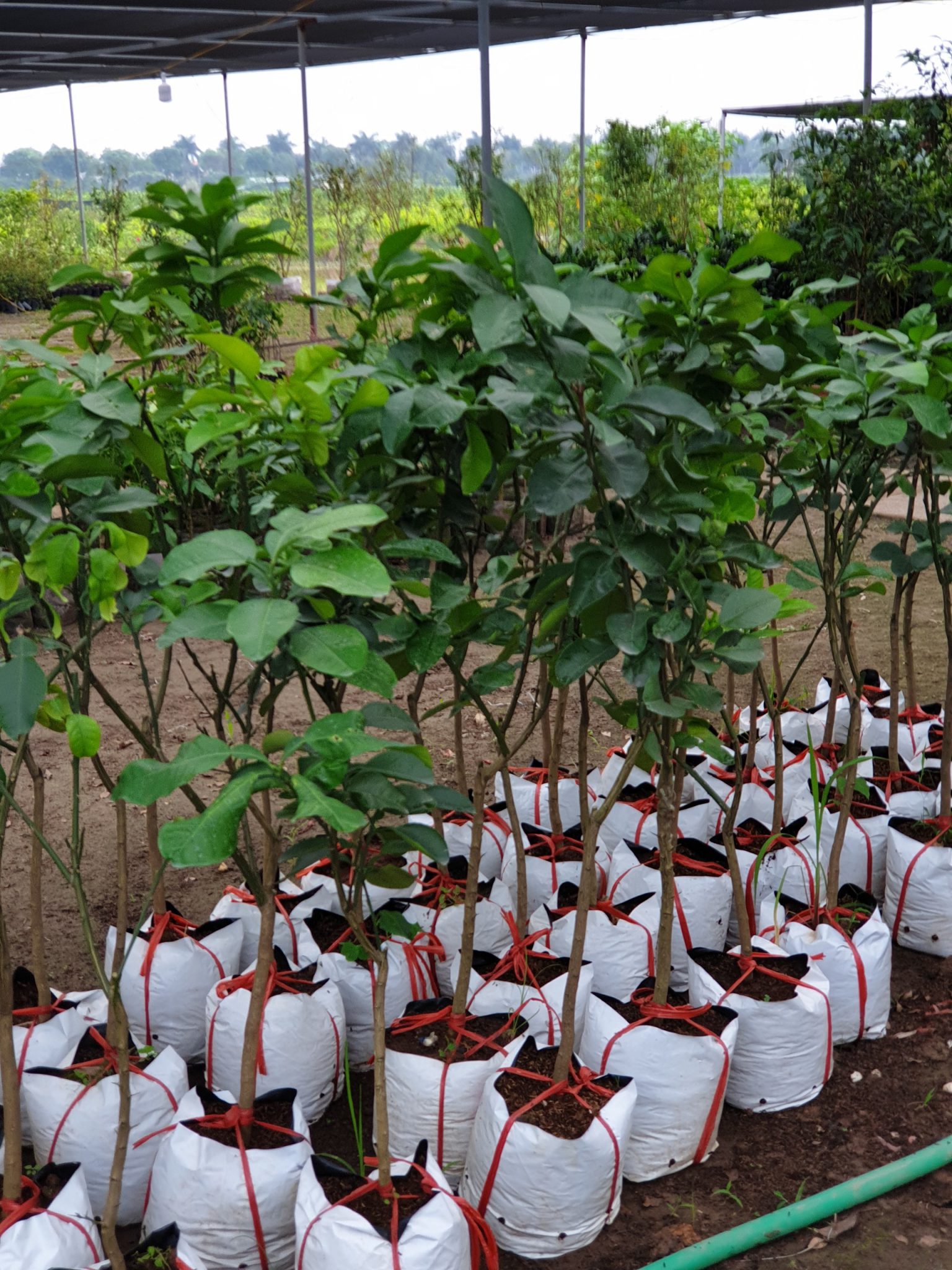 buoi-ngoc-linh-2-1536x2048