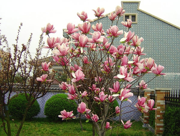 cay-giong-hoa-moc-lan-3_6