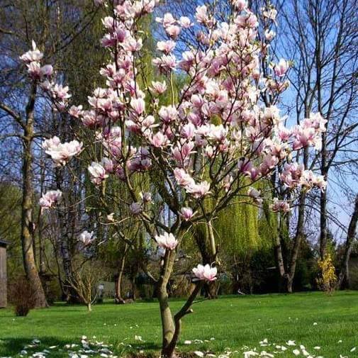 cay-hoa-moc-lan-y-nghia-1_322