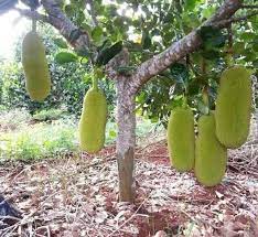 Cây mít Malayxia quả dài