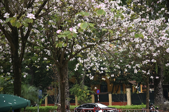 Cách chăm sóc cây hoa ban trồng chậu