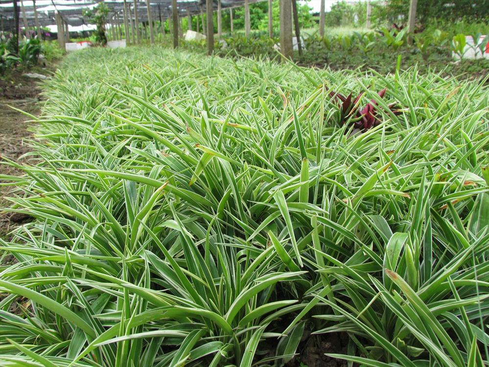 Cây bạch chỉ trồng viền