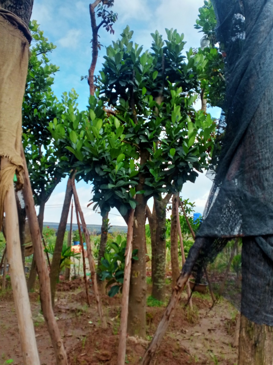 Cây mít thái nhỡ