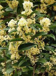 Cây mộc hương ta