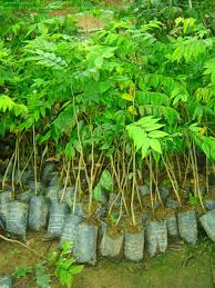 Cây sưa đỏ giống