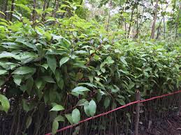 Cây long não giống