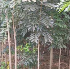 Cây xà cừ giống